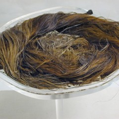 Preserved Roman Hair, a bundle of auburn hair with several pins still in it - Yorkshire Museum