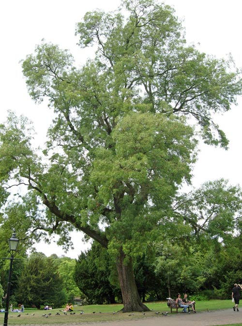 Champion Trees | Yorkshire Museum